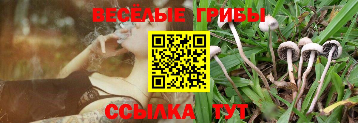 Галлюциногенные грибы Psilocybine cubensis Георгиевск